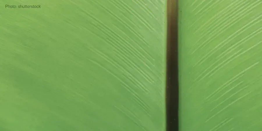 What is a linea nigra? 