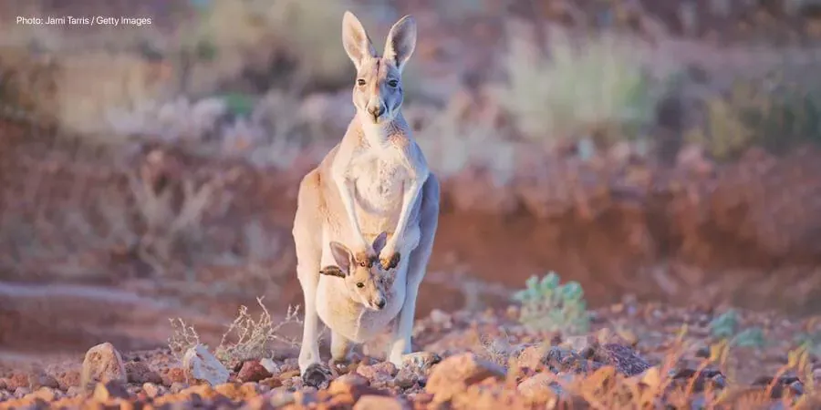 Separation anxiety and how to cope 